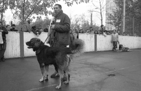 DOSAAF dog exhibition