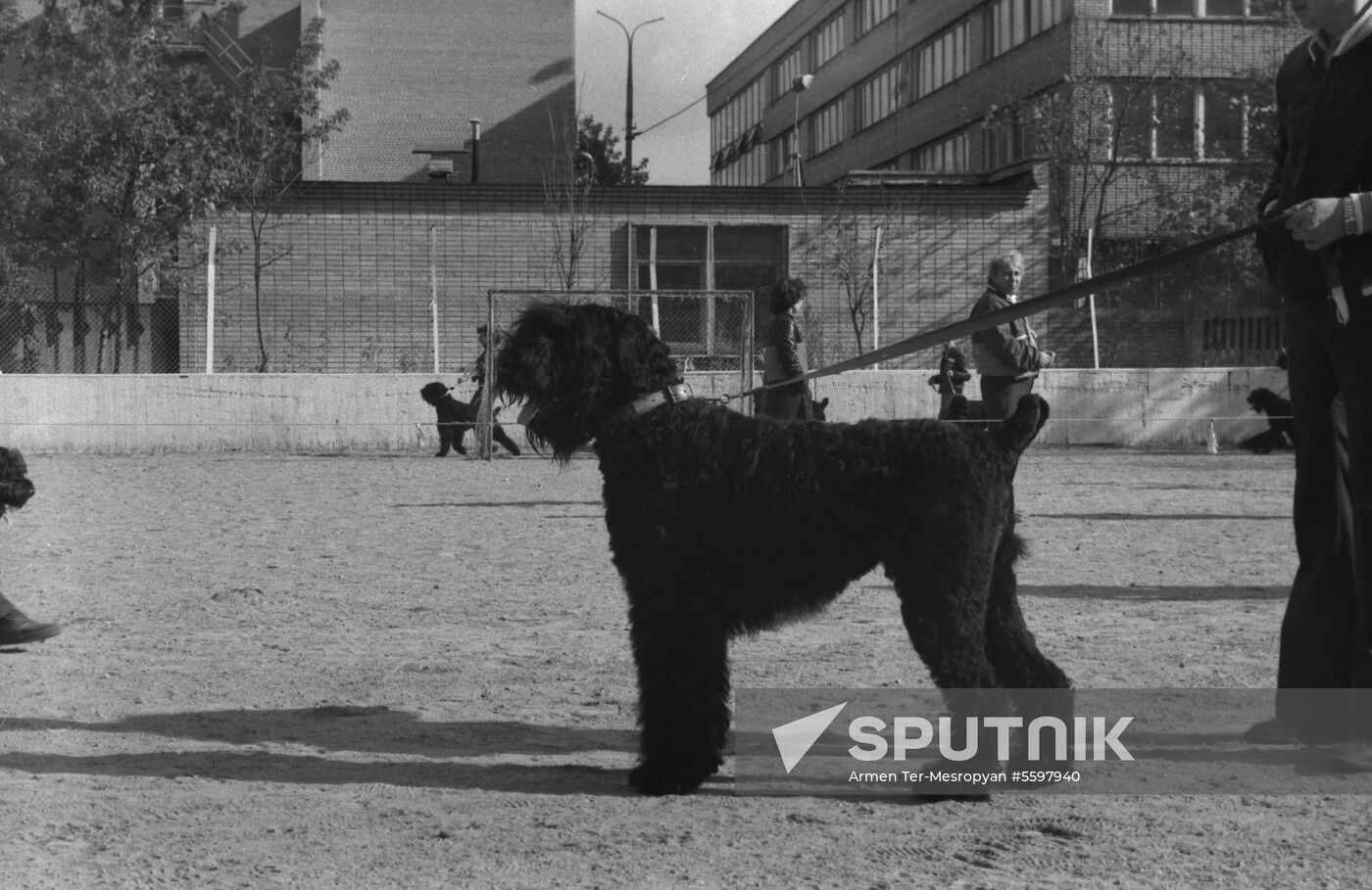 DOSAAF dog exhibition