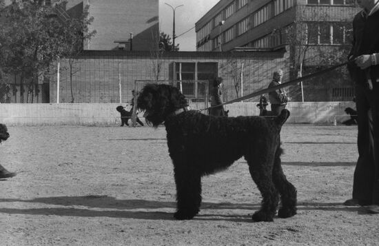DOSAAF dog exhibition
