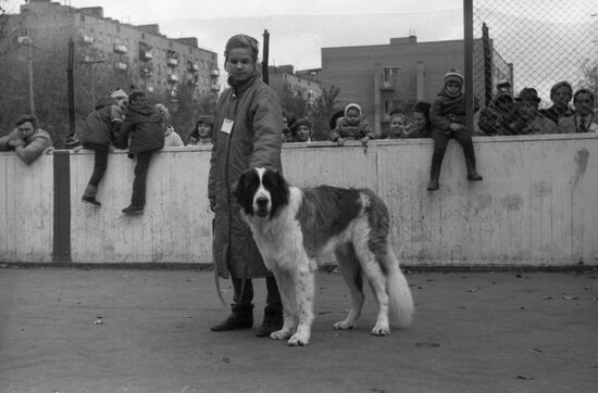DOSAAF dog exhibition