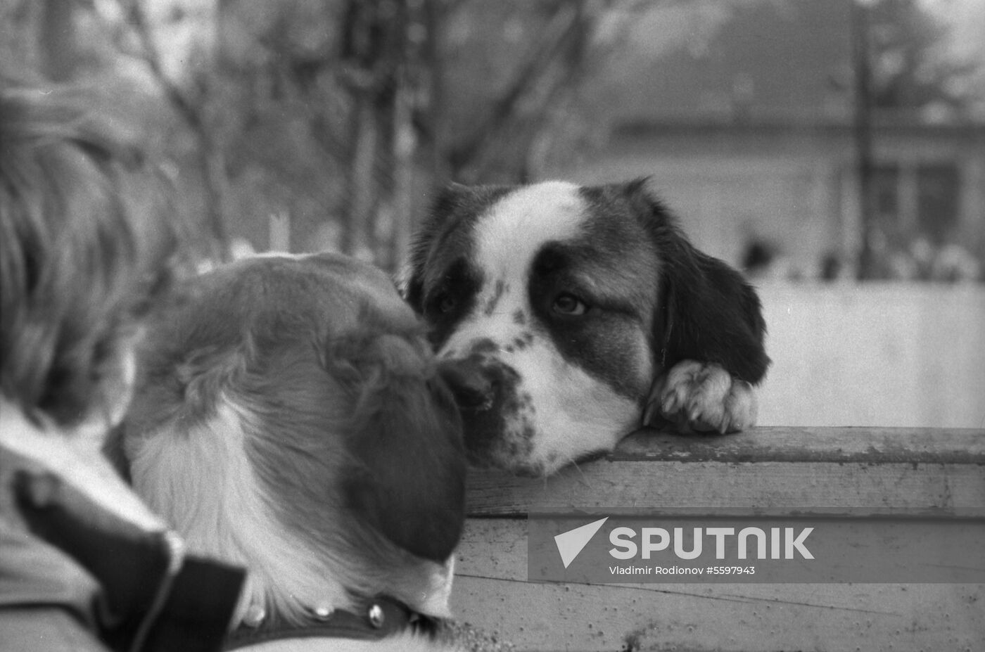 DOSAAF dog exhibition