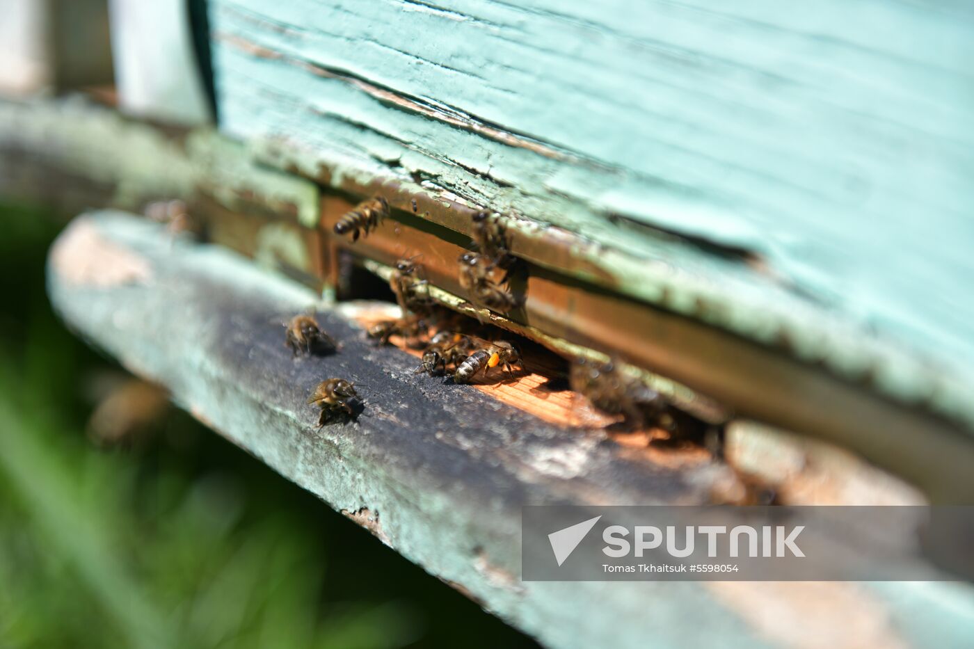 Honey harvesting in Abkhazia