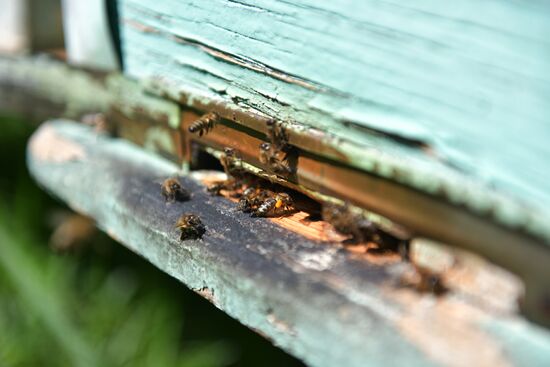 Honey harvesting in Abkhazia