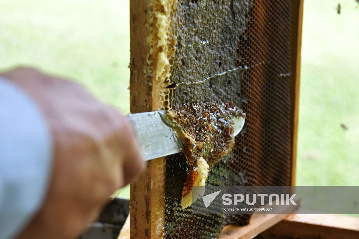 Honey harvesting in Abkhazia