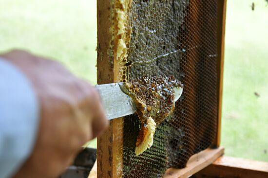 Honey harvesting in Abkhazia