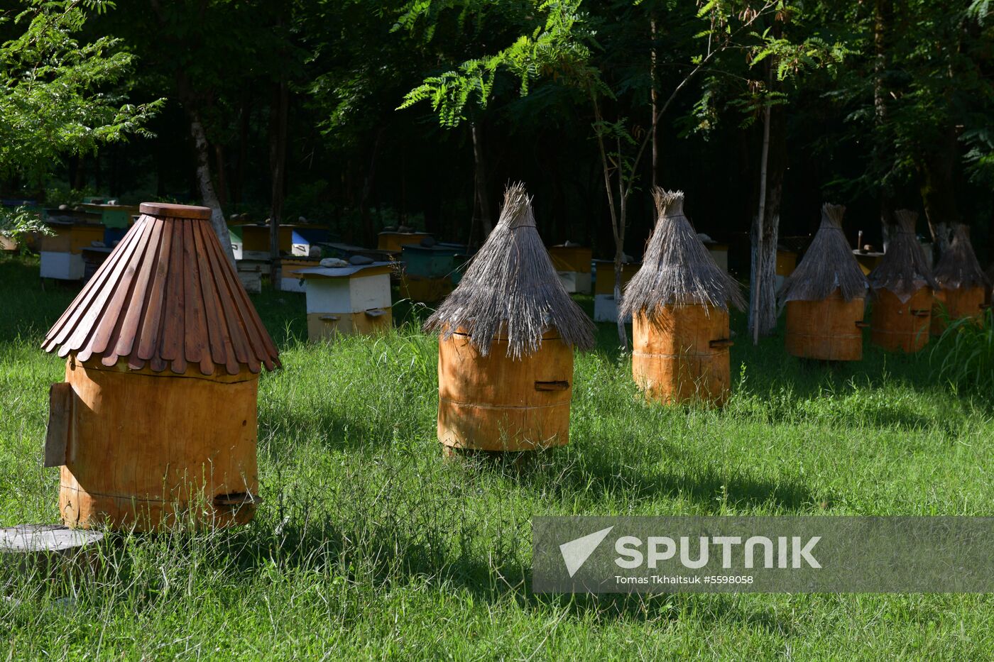 Honey harvesting in Abkhazia