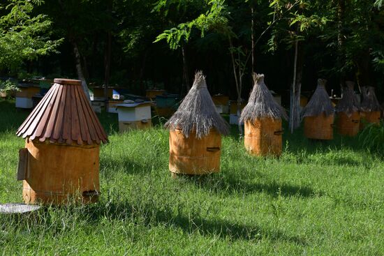 Honey harvesting in Abkhazia