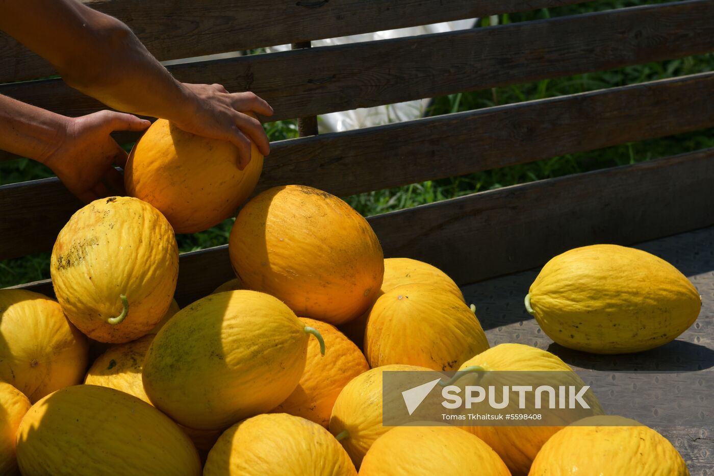 Harvest time in Abkhazia