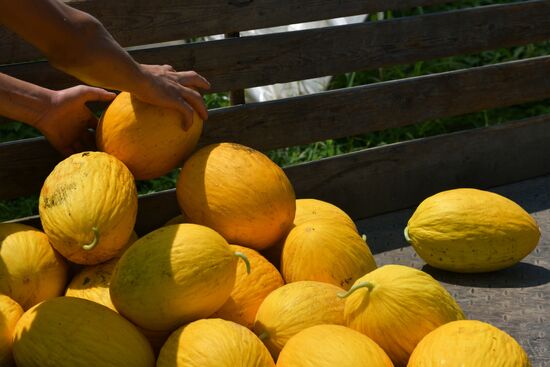Harvest time in Abkhazia