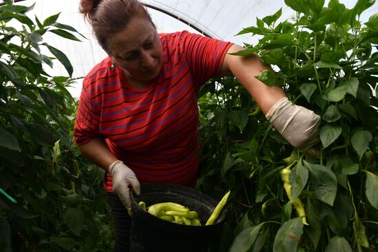 Harvest time in Abkhazia