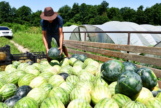 Harvest time in Abkhazia