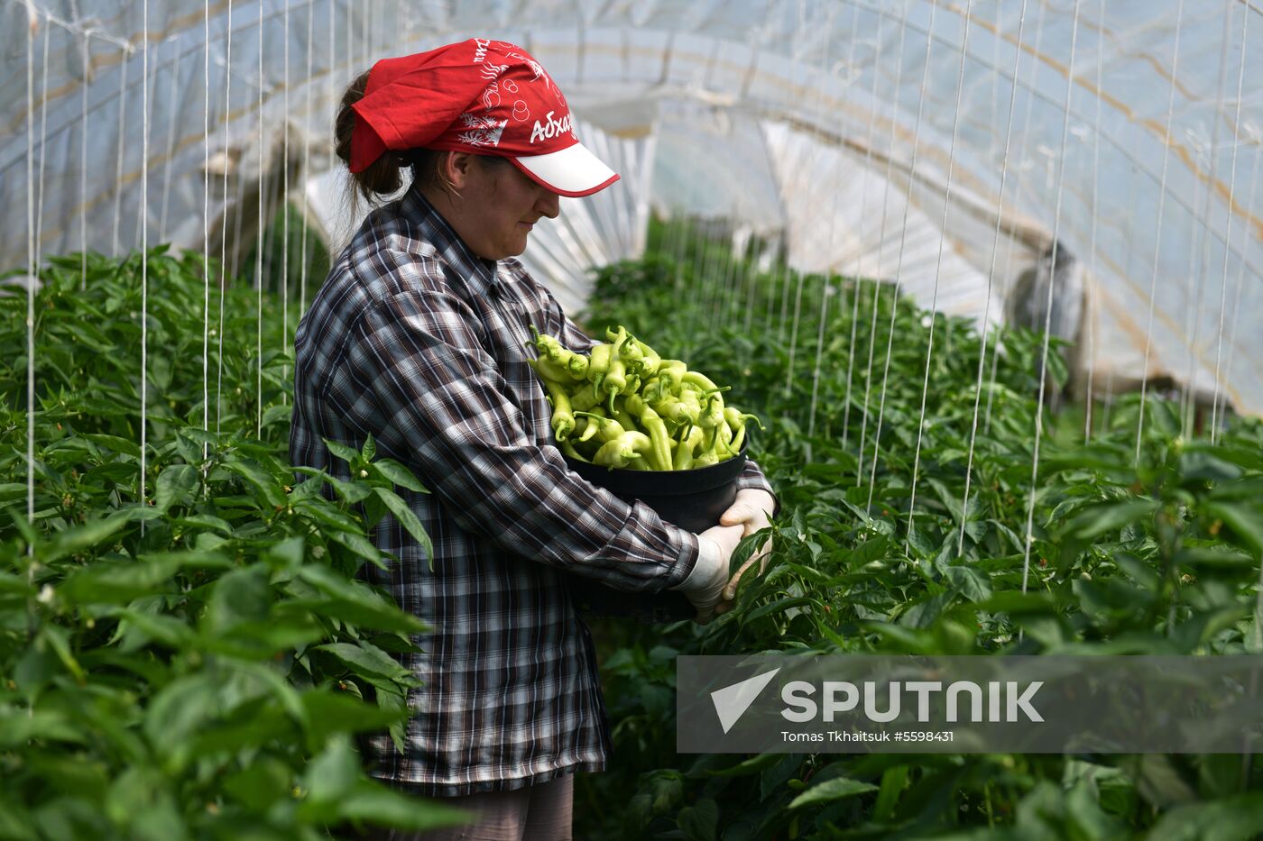 Harvest time in Abkhazia