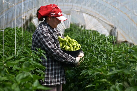 Harvest time in Abkhazia