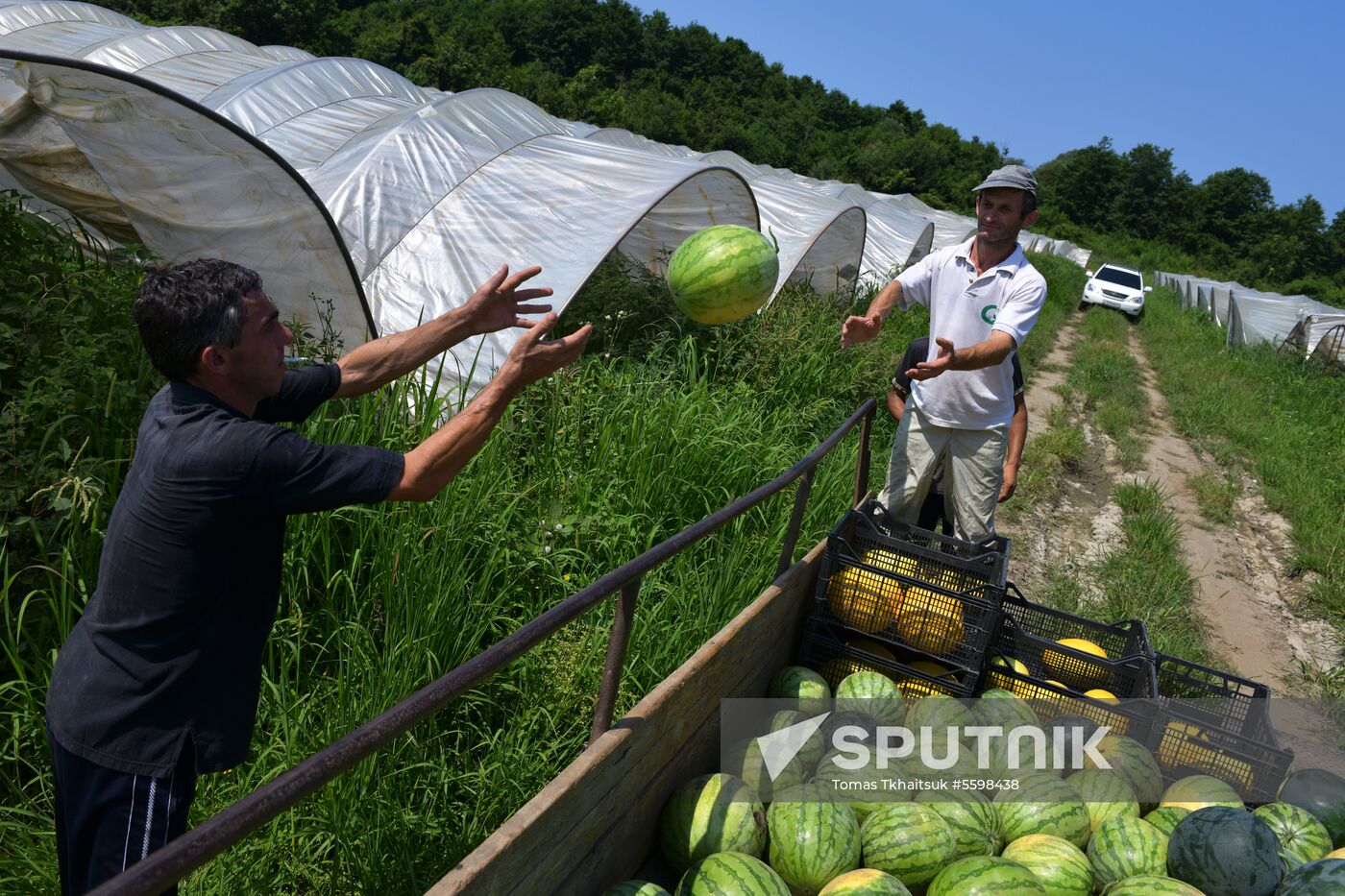 Harvest time in Abkhazia