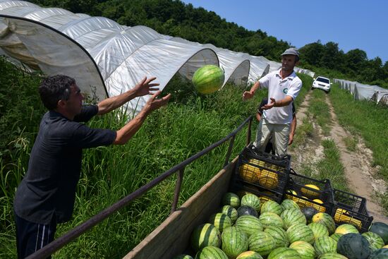 Harvest time in Abkhazia
