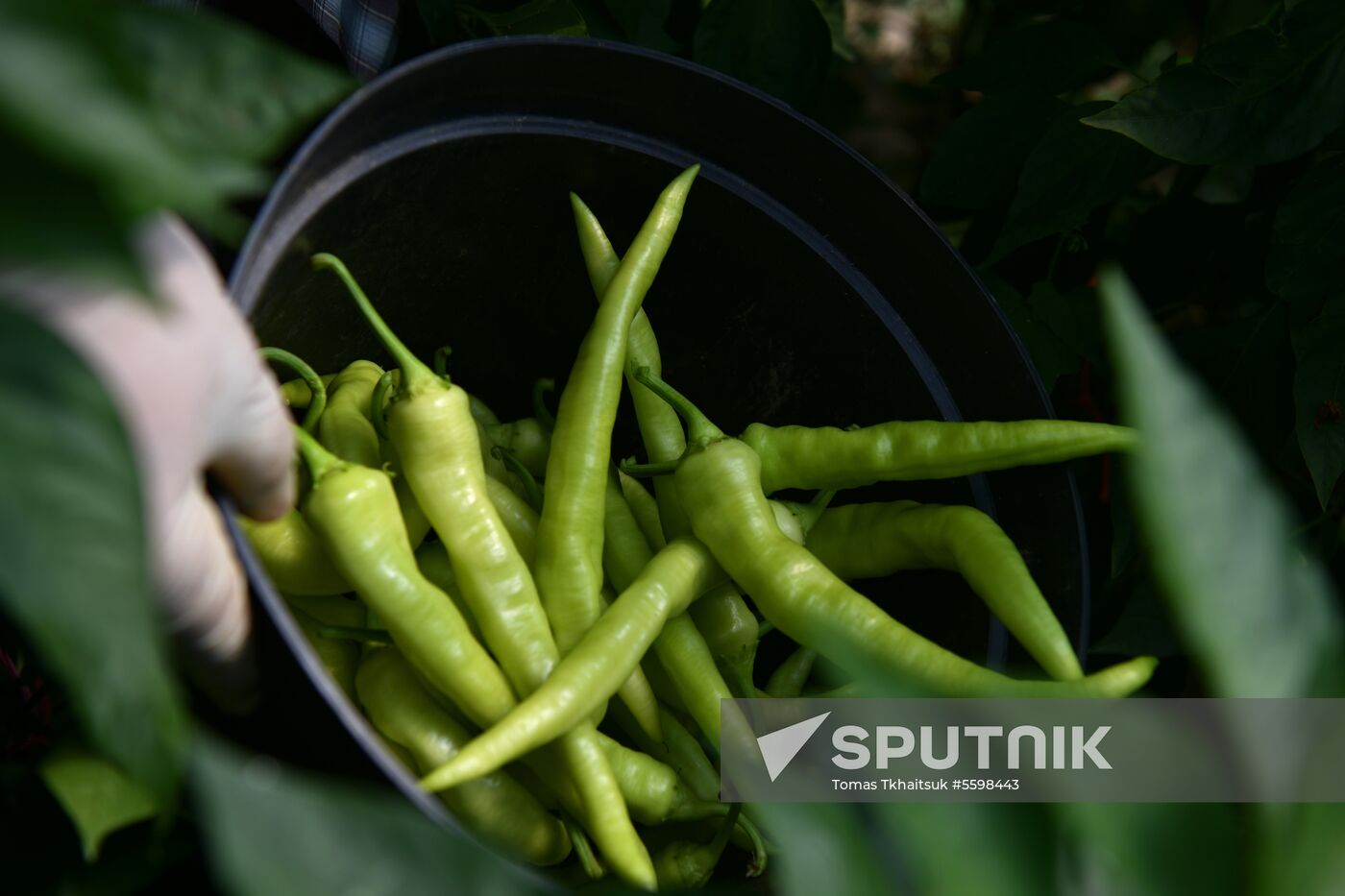 Harvest time in Abkhazia