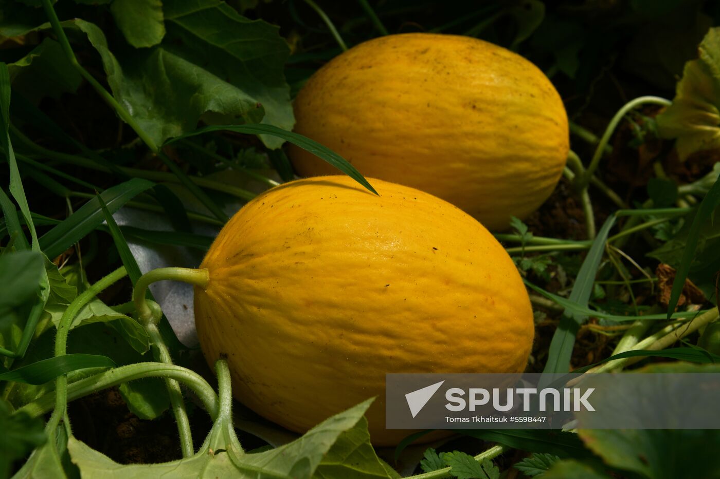 Harvest time in Abkhazia