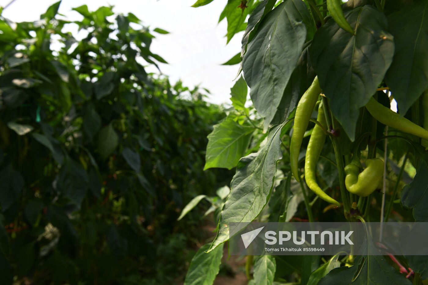Harvest time in Abkhazia