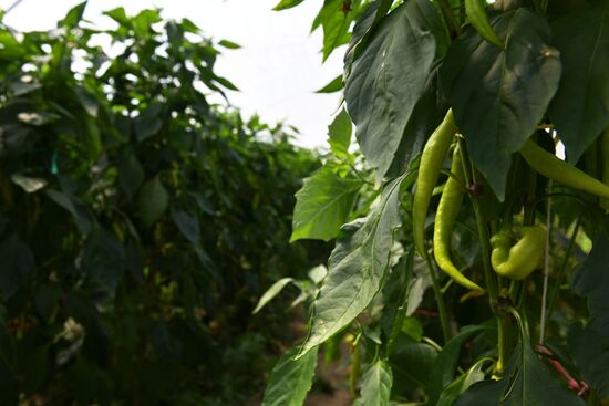 Harvest time in Abkhazia