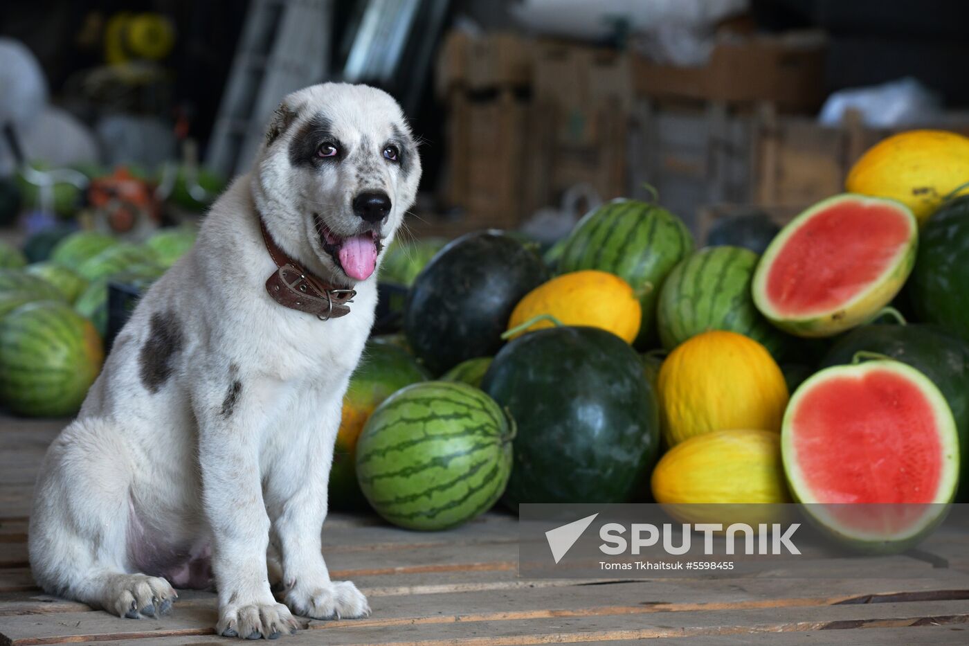 Harvest time in Abkhazia