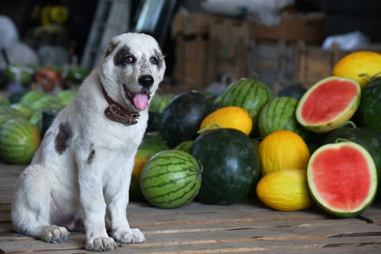 Harvest time in Abkhazia