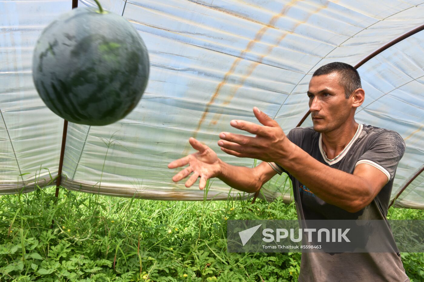 Harvest time in Abkhazia