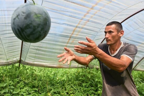 Harvest time in Abkhazia