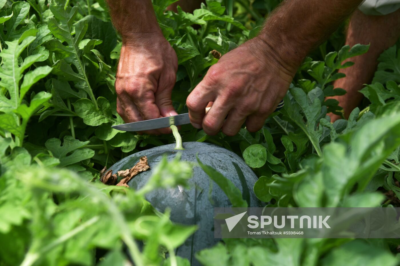 Harvest time in Abkhazia