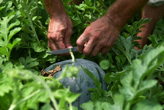Harvest time in Abkhazia
