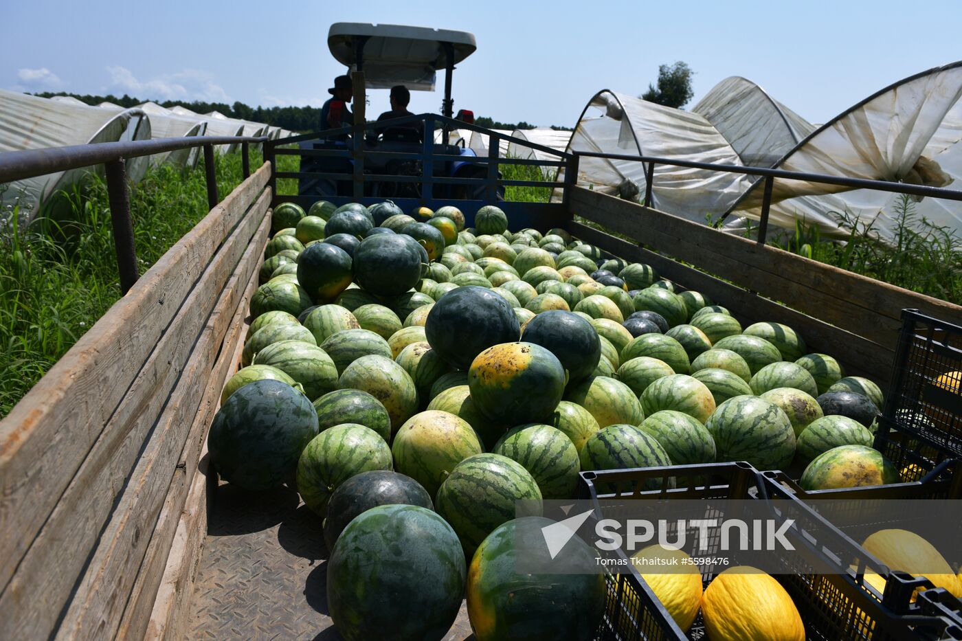 Harvest time in Abkhazia