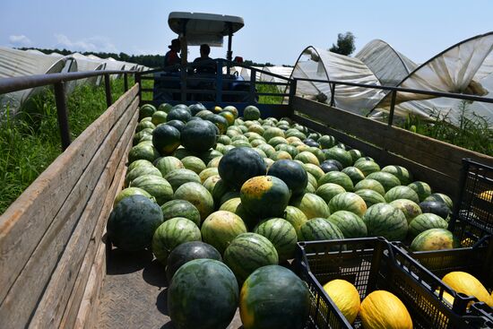 Harvest time in Abkhazia