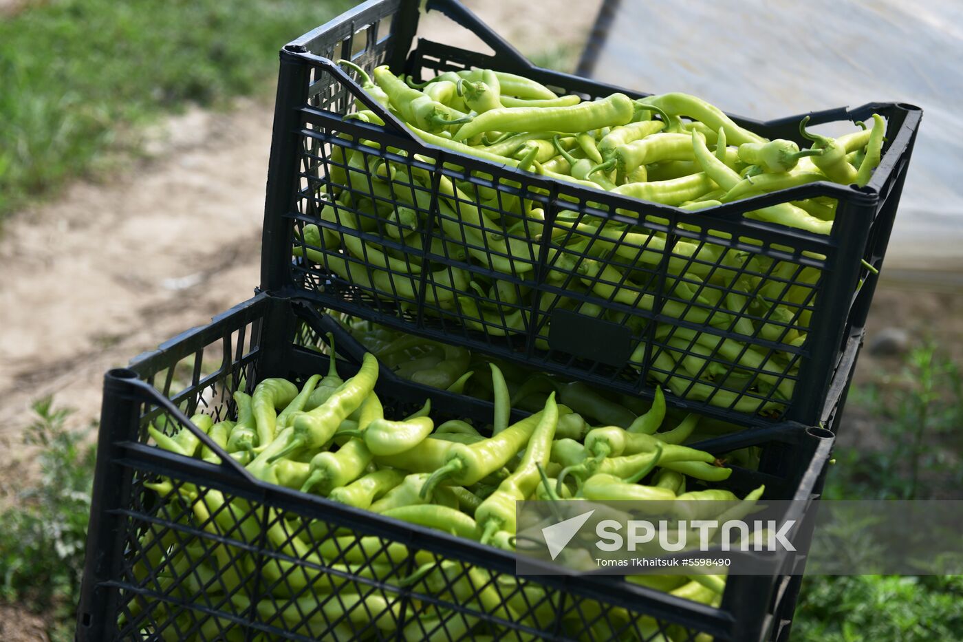 Harvest time in Abkhazia