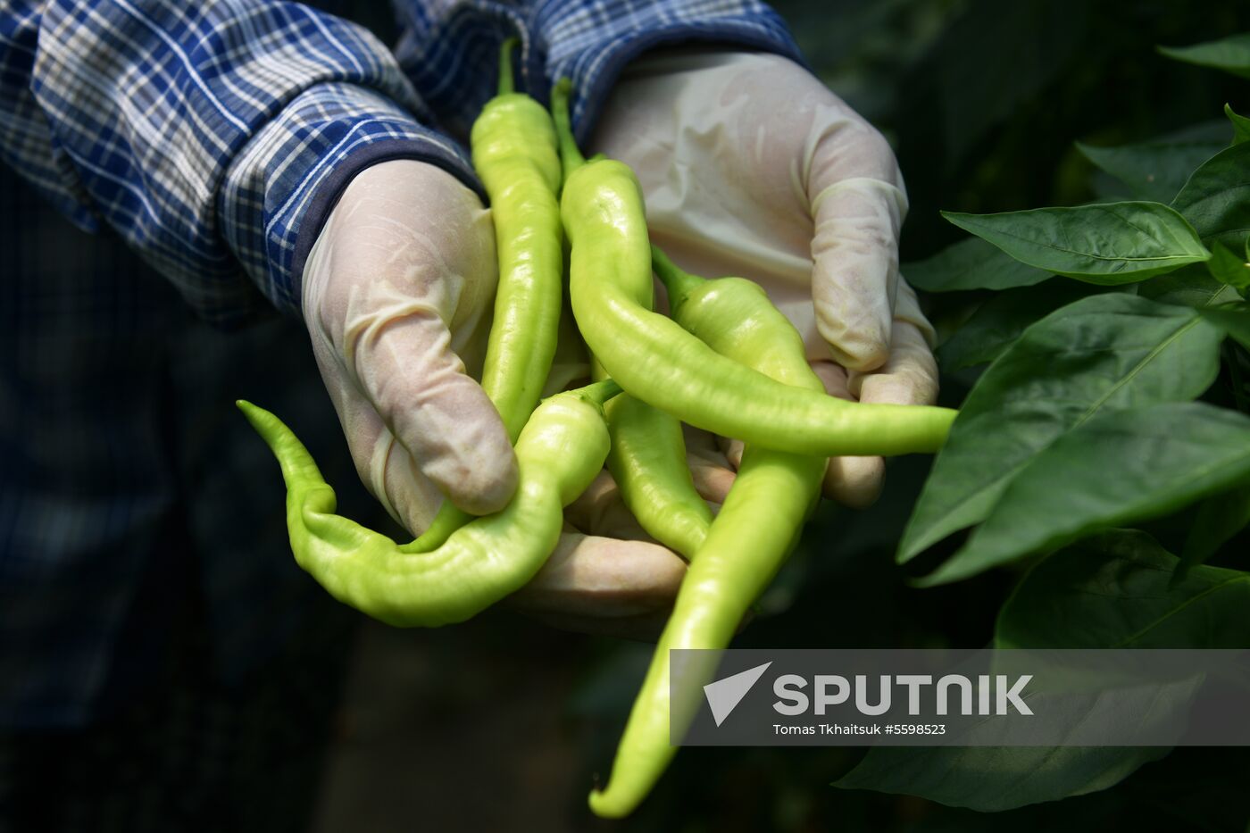 Harvest time in Abkhazia