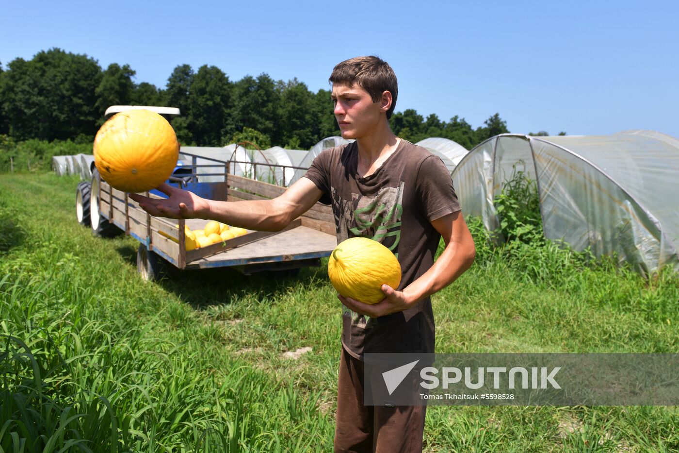 Harvest time in Abkhazia