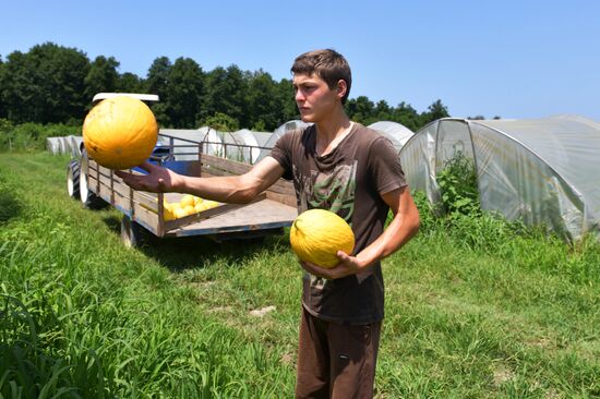 Harvest time in Abkhazia