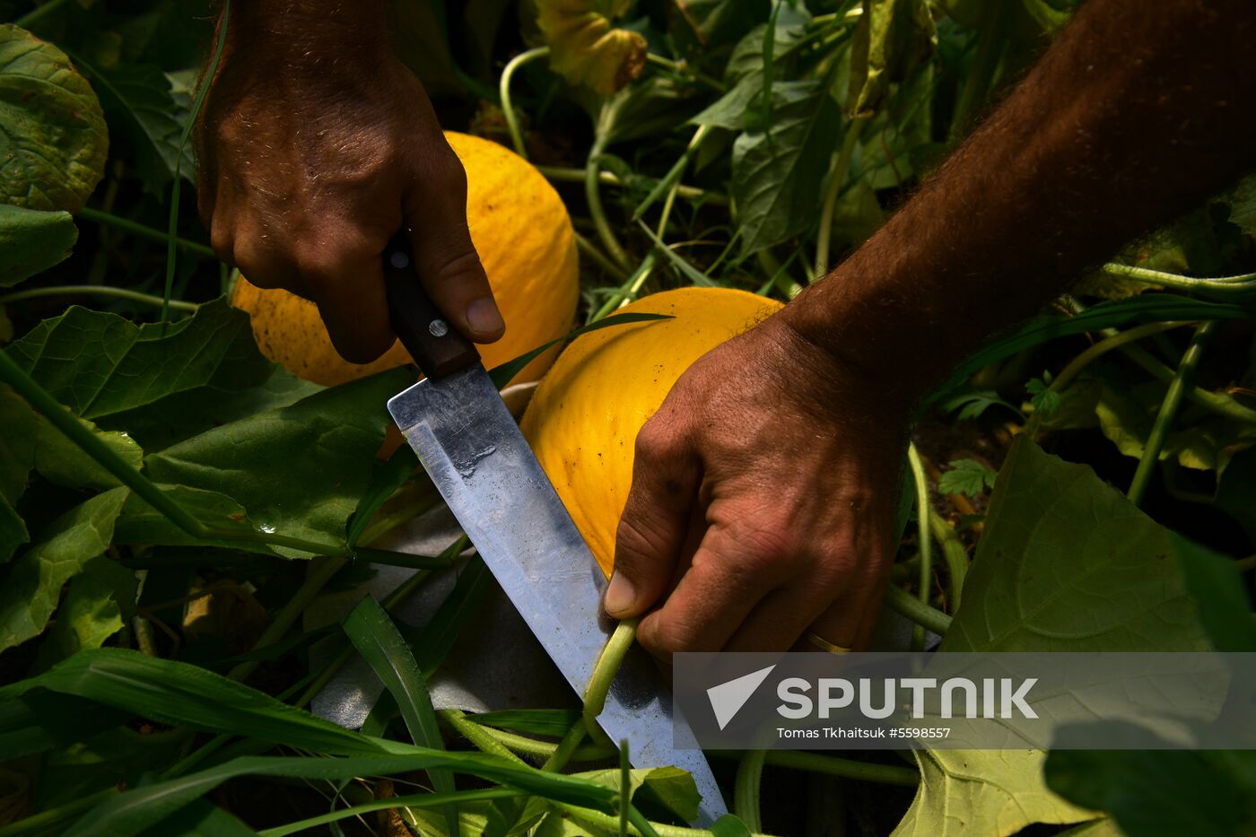 Harvest time in Abkhazia