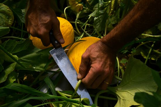 Harvest time in Abkhazia