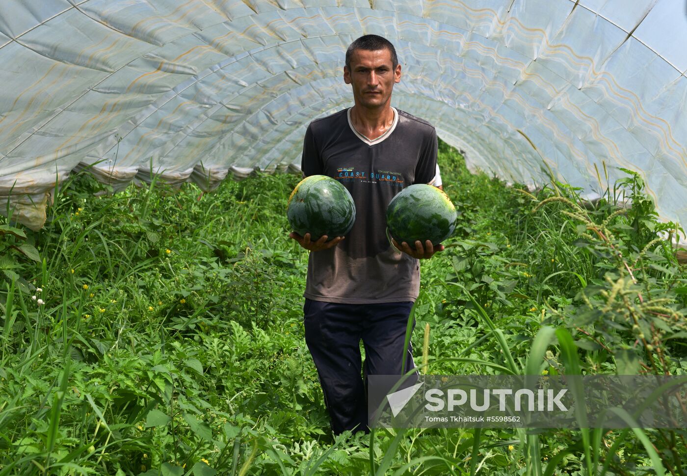 Harvest time in Abkhazia