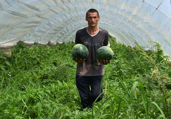 Harvest time in Abkhazia