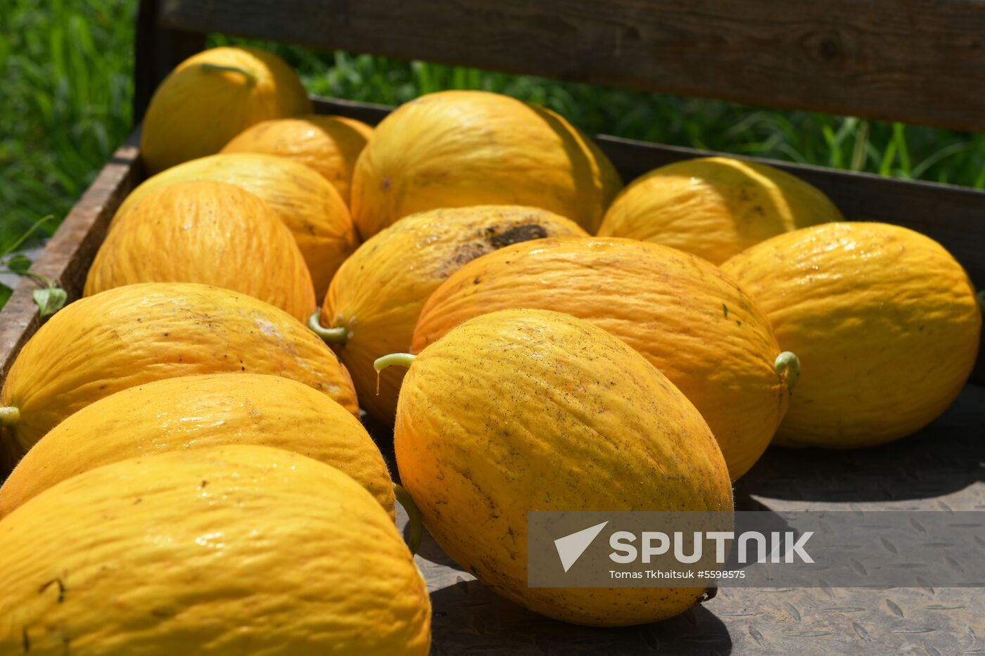 Harvest time in Abkhazia