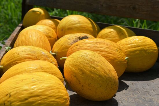 Harvest time in Abkhazia