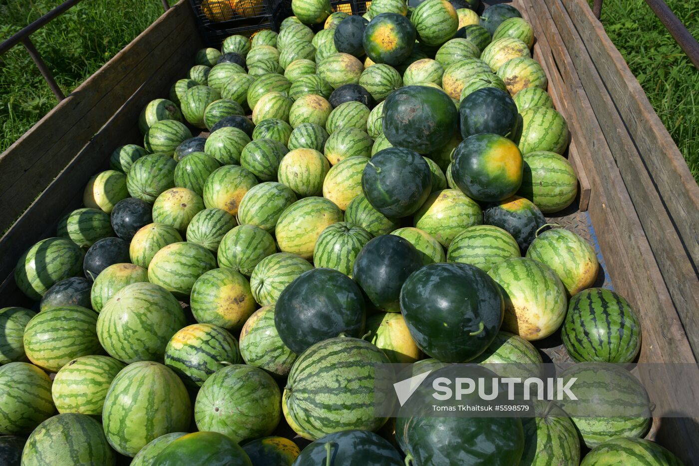 Harvest time in Abkhazia