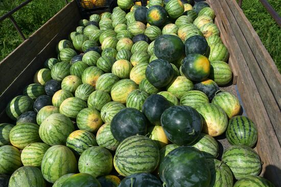 Harvest time in Abkhazia