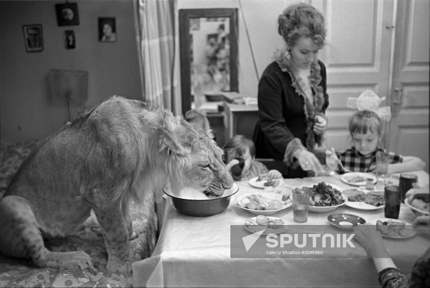 Domesticated lion of Berberov family