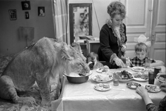 Domesticated lion of Berberov family