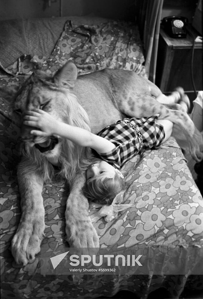 Domesticated lion of Berberov family