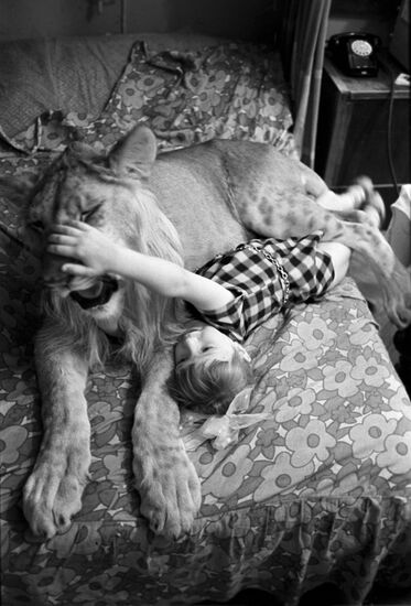 Domesticated lion of Berberov family