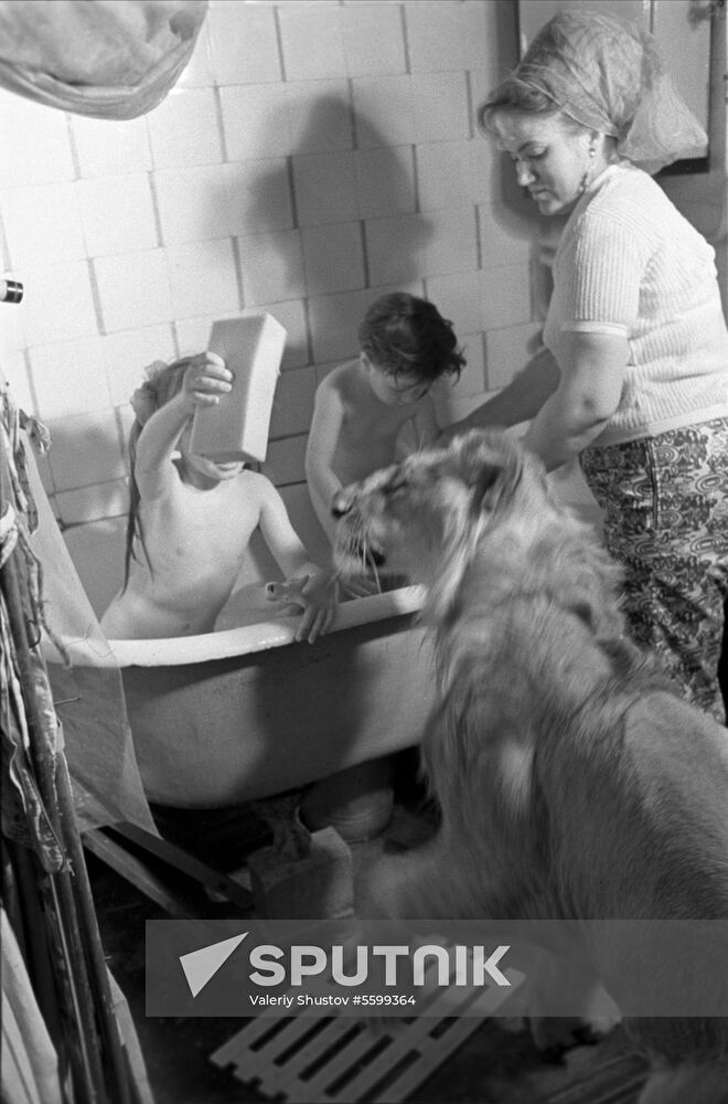 Domesticated lion of Berberov family