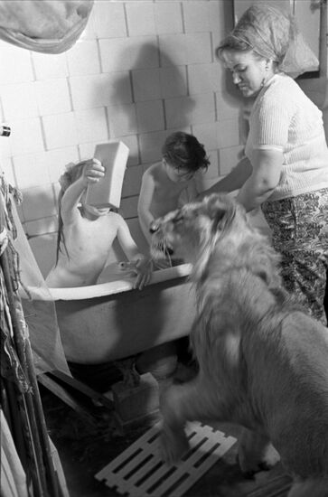 Domesticated lion of Berberov family