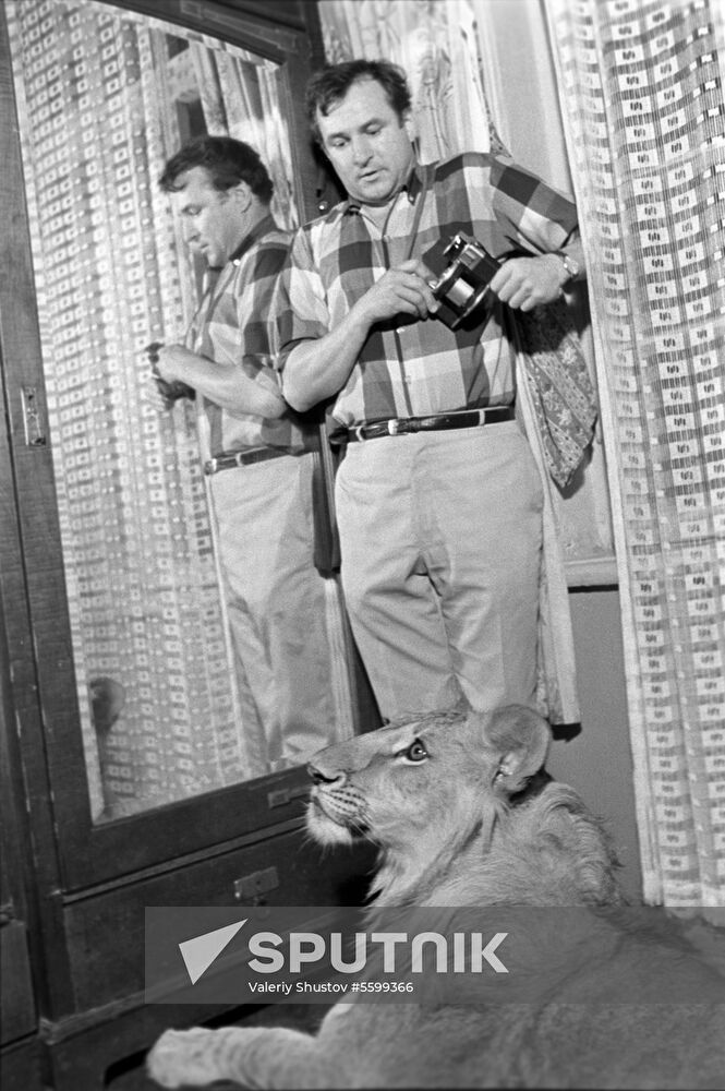 Domesticated lion of Berberov family